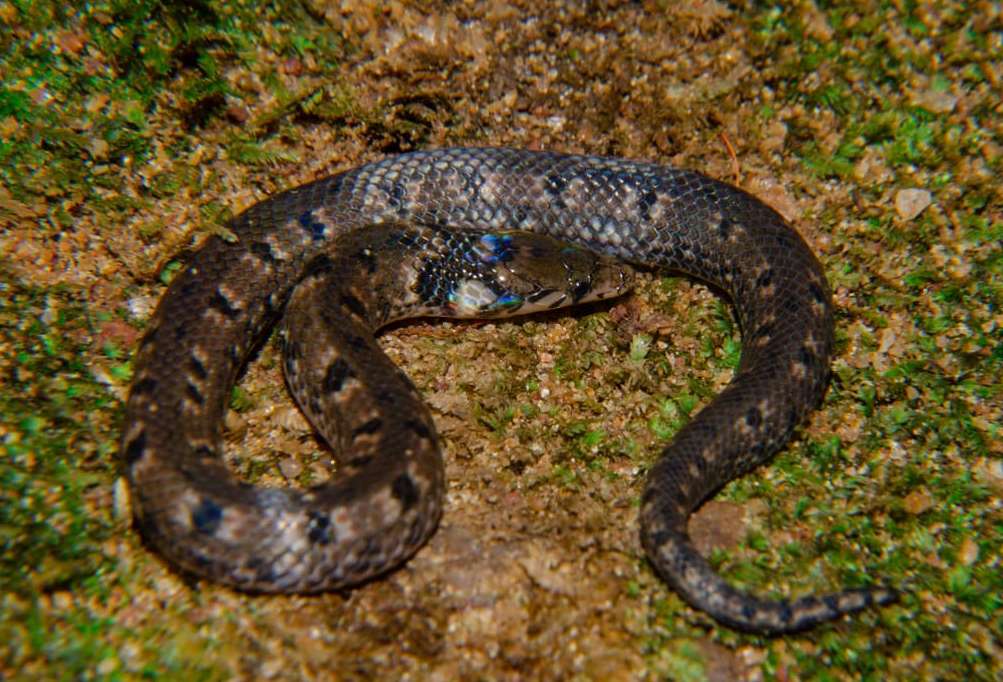 Sri Lankan Snake Species